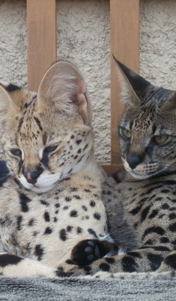 Два кота саванна