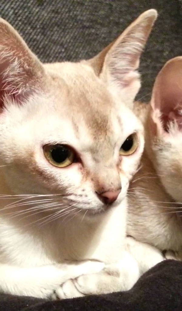 Две сингапурских кошки