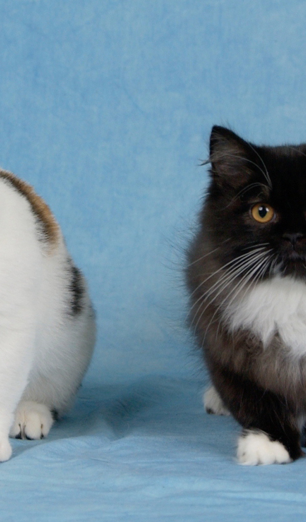 Два котенка манчкин