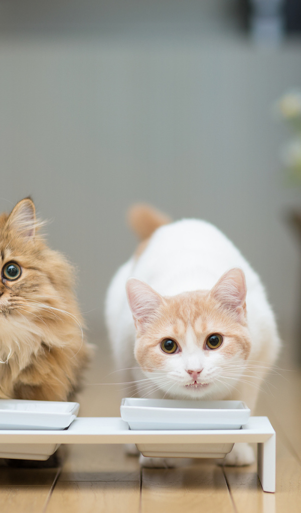 Два кота у кормушки