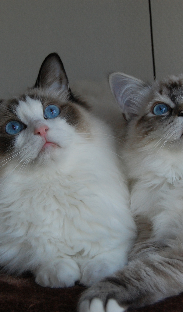 Два кота рэгдолл