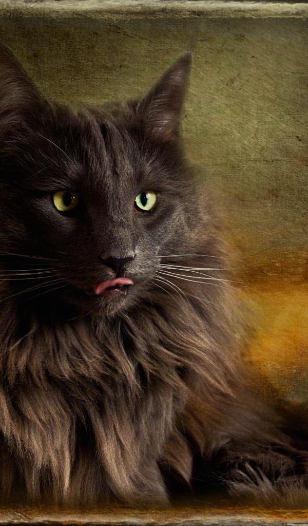 Обои с норвежской лесной кошкой