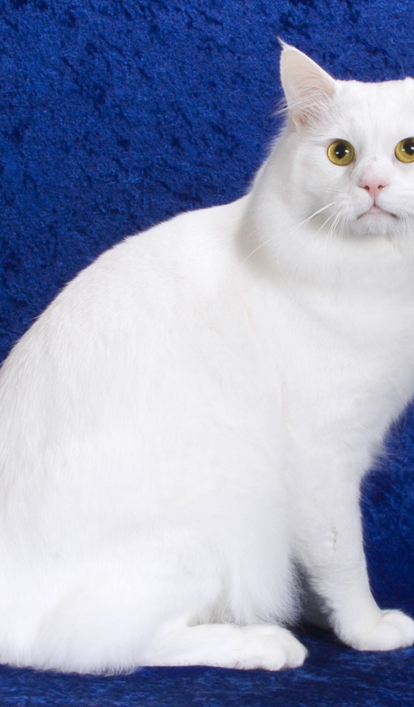 Белый американский бобтейл