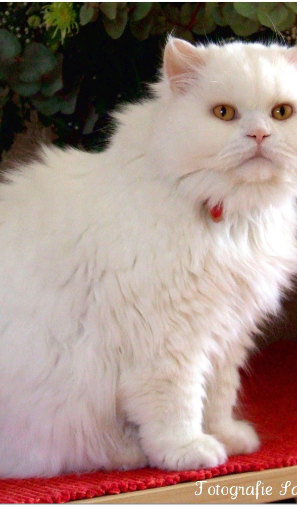 Белая британская длинношерстная кошка