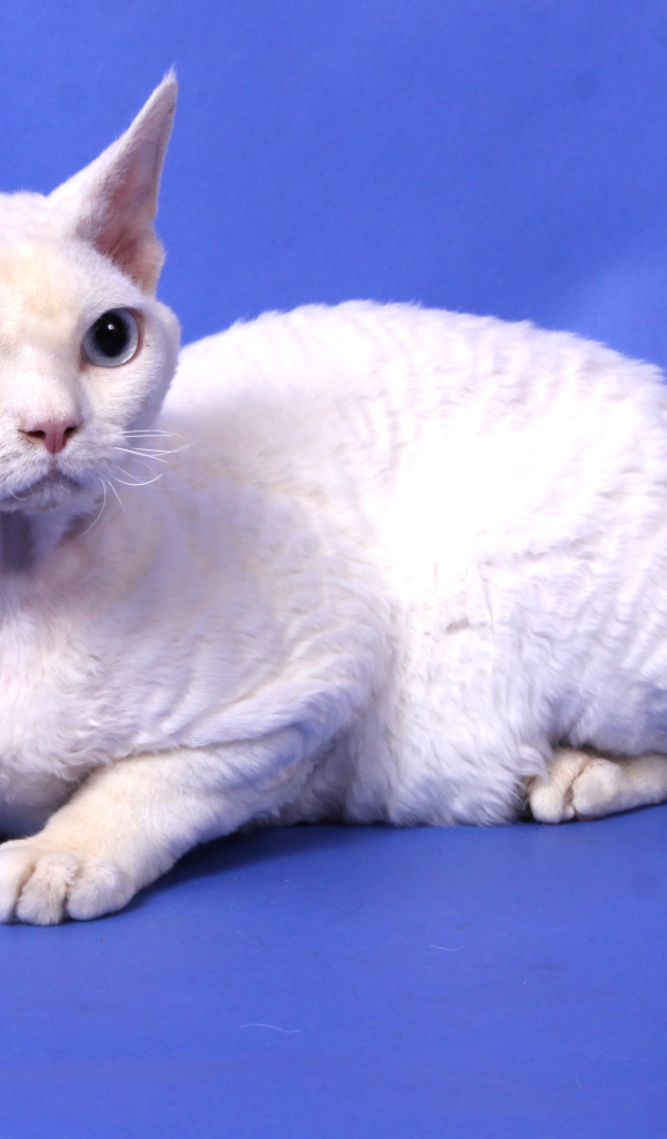 Белый девон-рекс