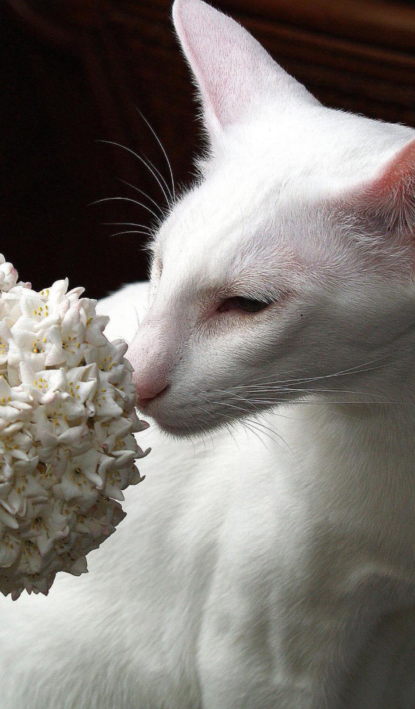 Белая ориентальная короткошерстная кошка