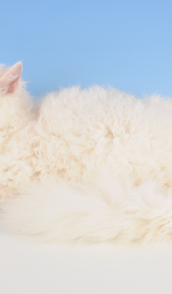 Белый селкирк рекс