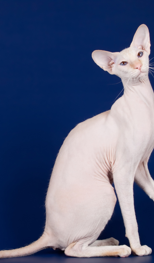 Белый кот петерболд