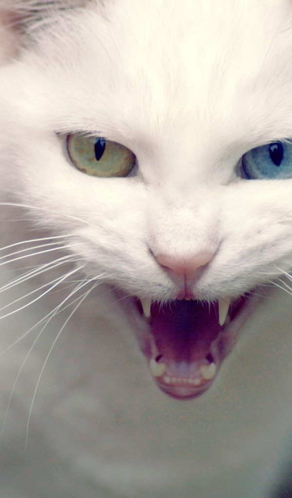 Белый кот показывает клыки