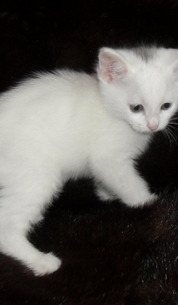 Белый котенок курильского бобтейла