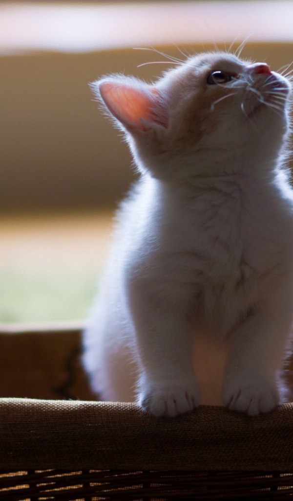 Белый котенок в корзине