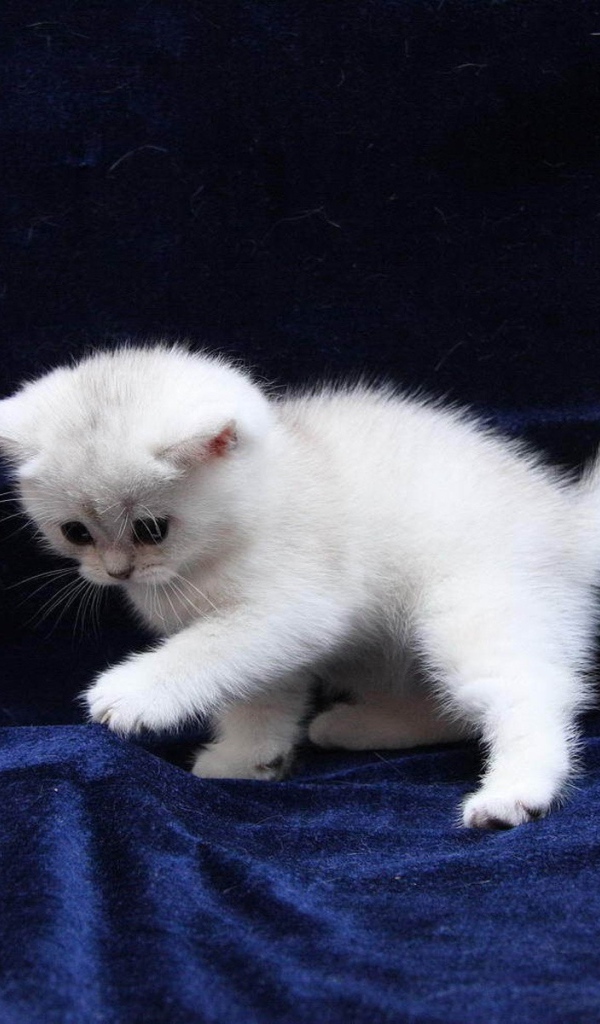 Белый котенок на синей ткани