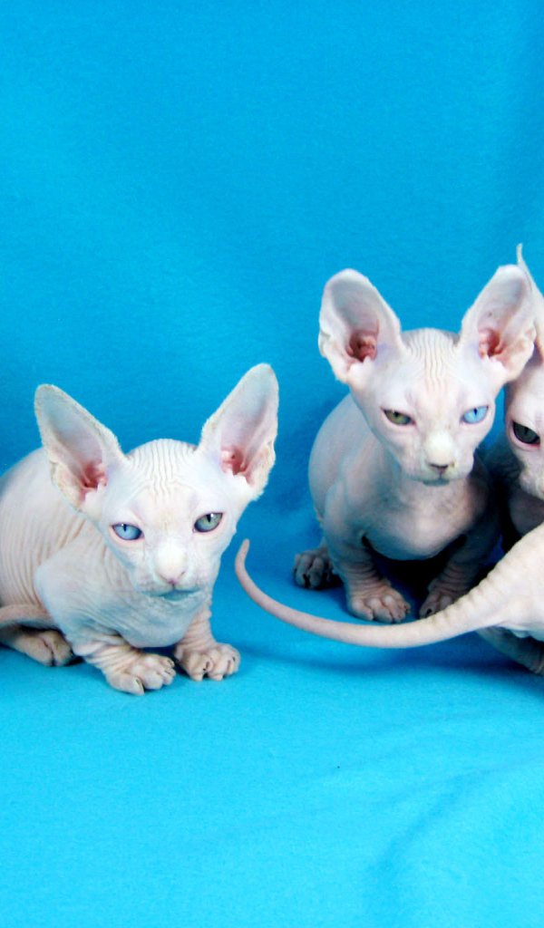 Белые котята минскин