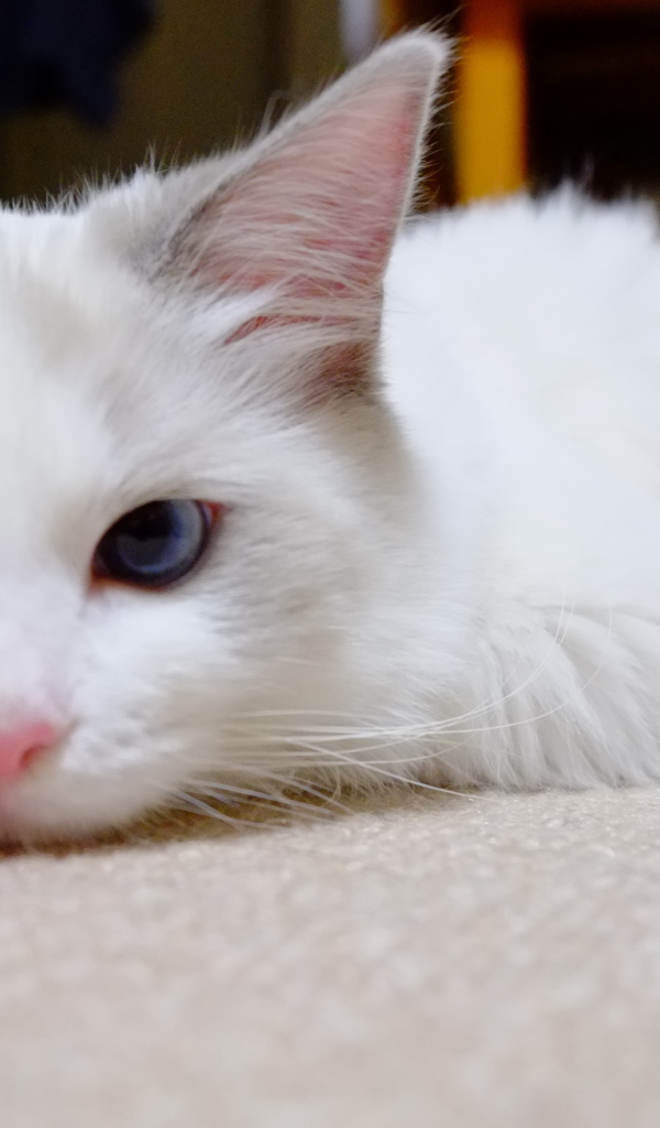 Белый рэгдолл на полу