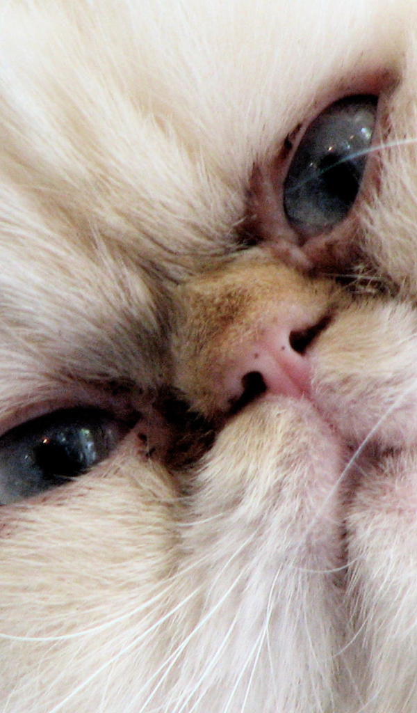 Злая гималайская кошка