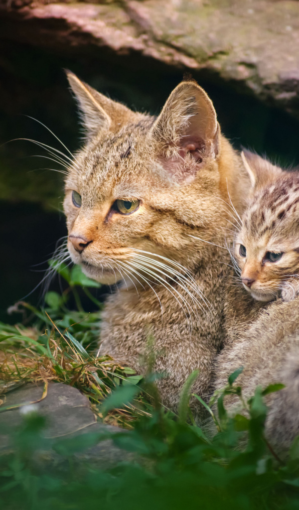Дикая кошка с котенком