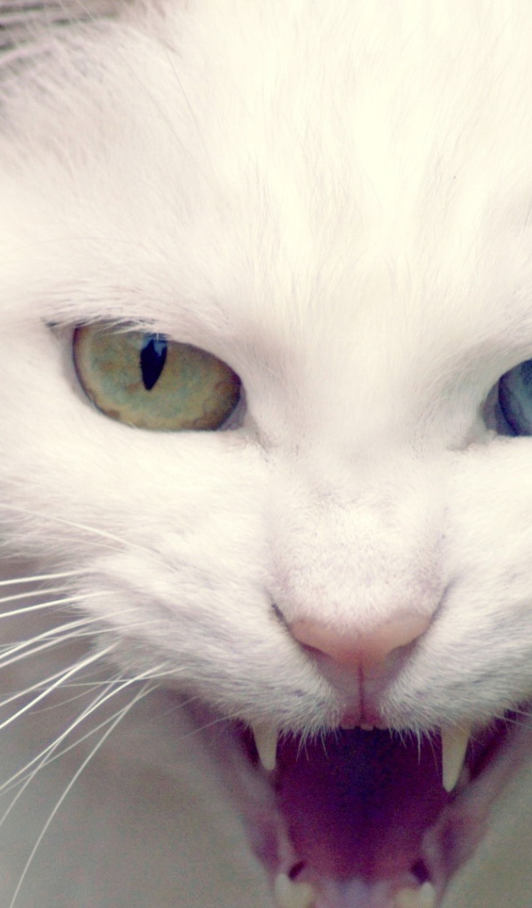 Дикий белый кот