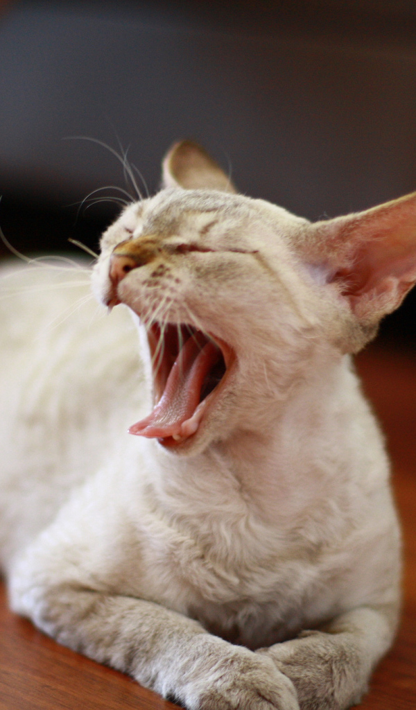 Зевающий девон-рекс