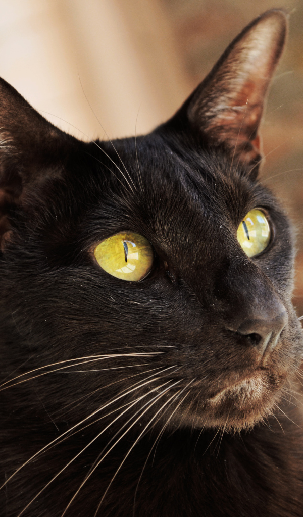 Желтоглазая ориентальная короткошерстная кошка