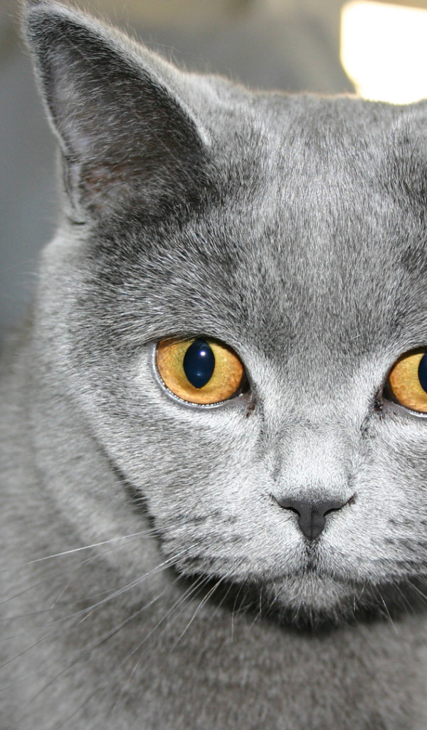 Желтоглазая русская голубая кошка