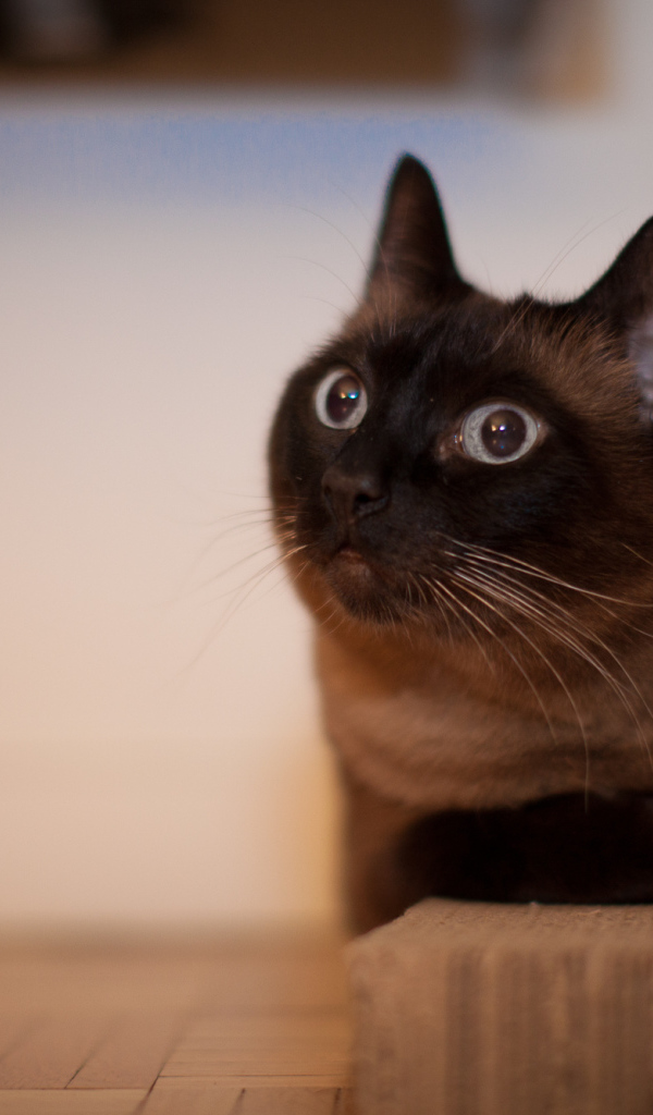 Йоркская шоколадная кошка