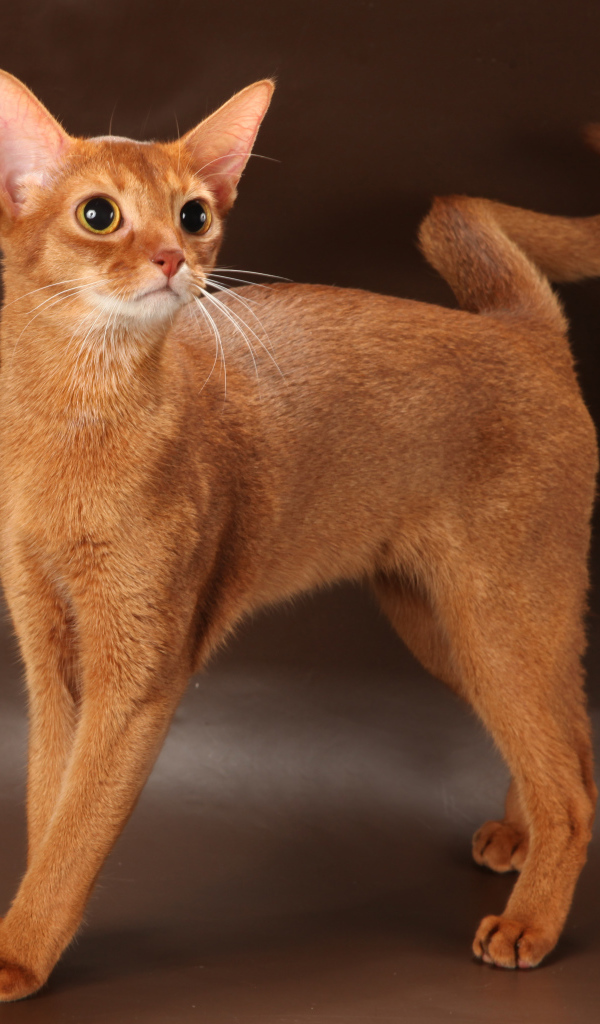 Молодая абиссинская кошка