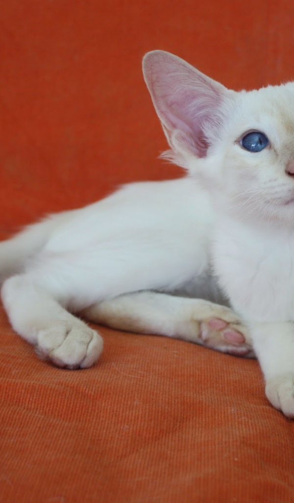 Молодой балийский кот