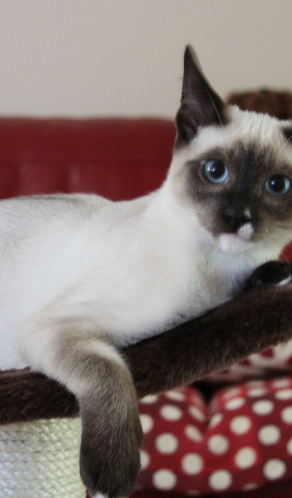 Молодой кот сноу-шу