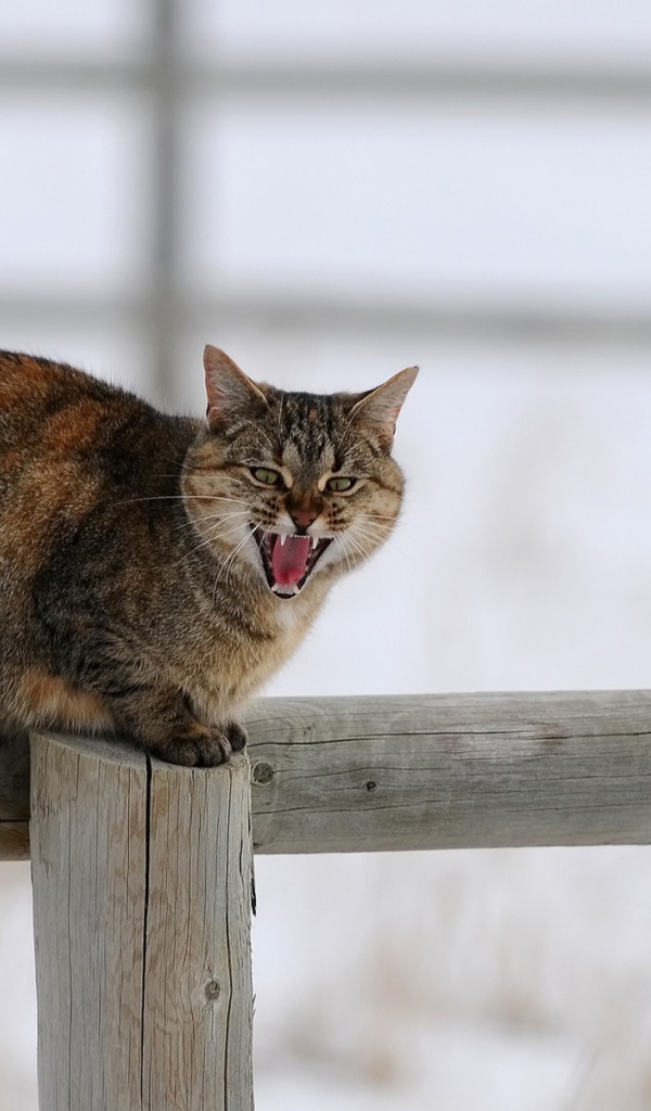 Кот сидит на заборе