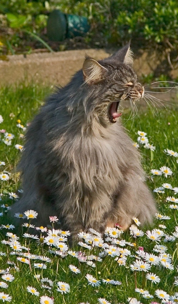 Кот зовет свою подругу