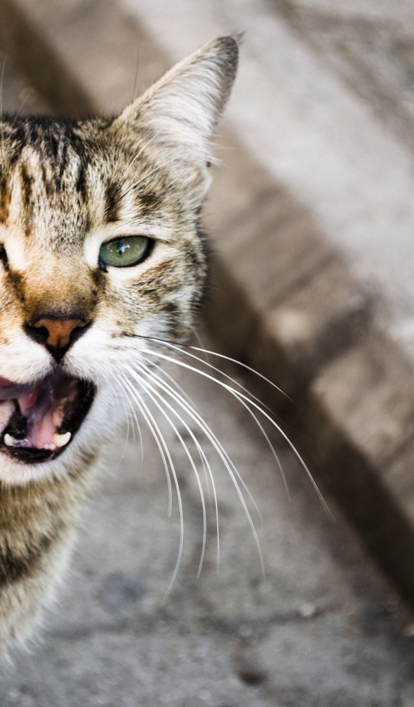 Кот облизывается