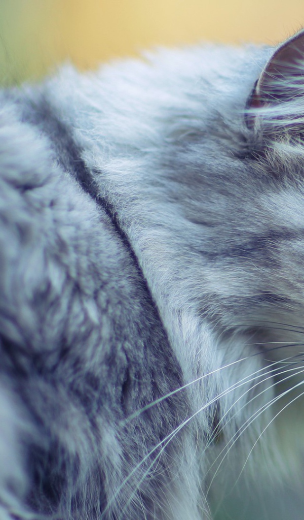 Голубой кот