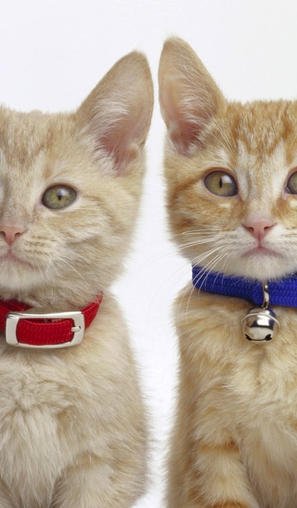 Мальчик и девочка котята