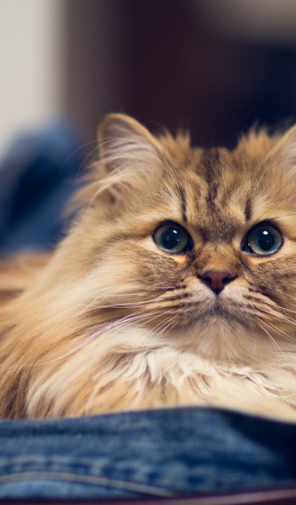 Кот в джинсах