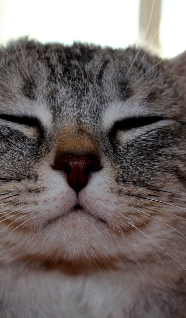 Кот улыбается