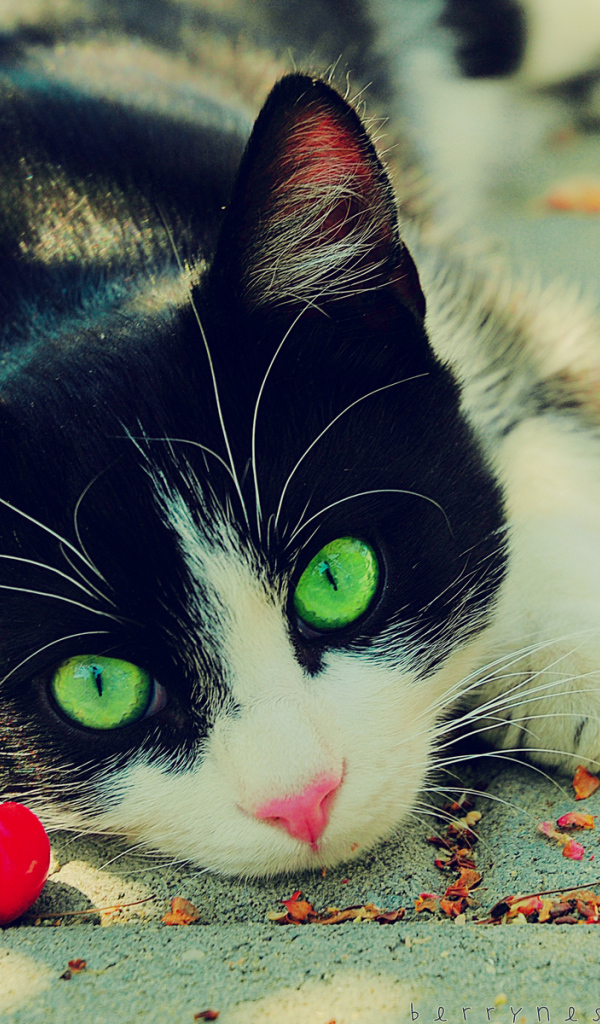 Кот с вишней