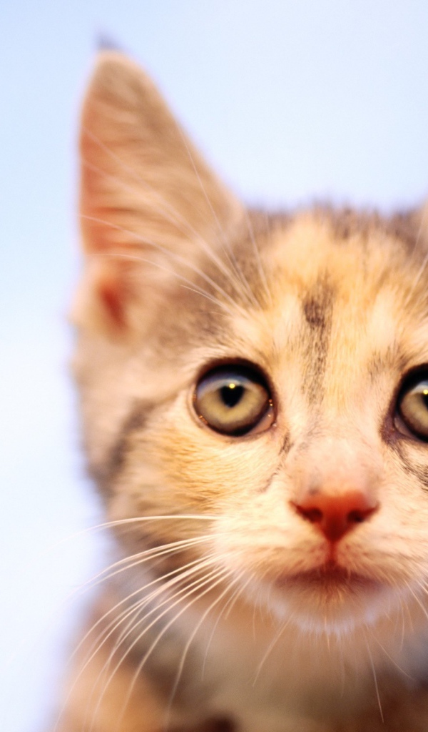 Пристальный Взгляд кошки