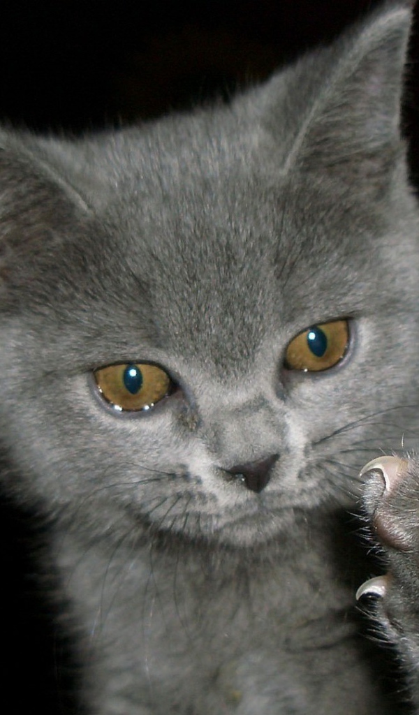 Котенок выпустил когти