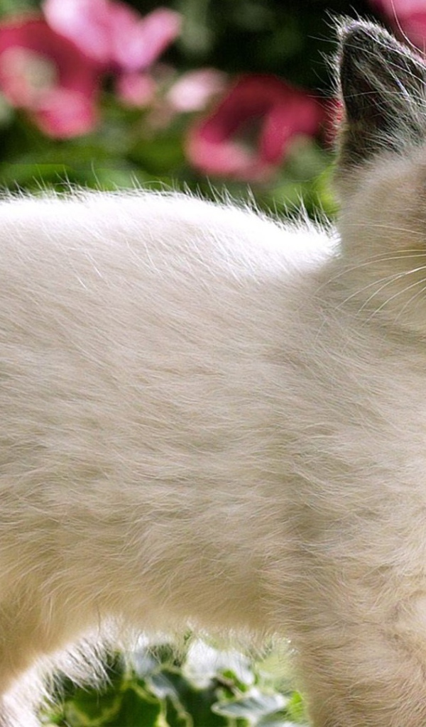 Котенок с черным носом