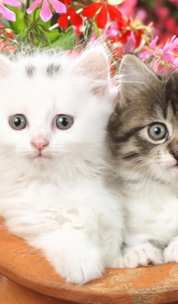 Котята в глинянном кувшине