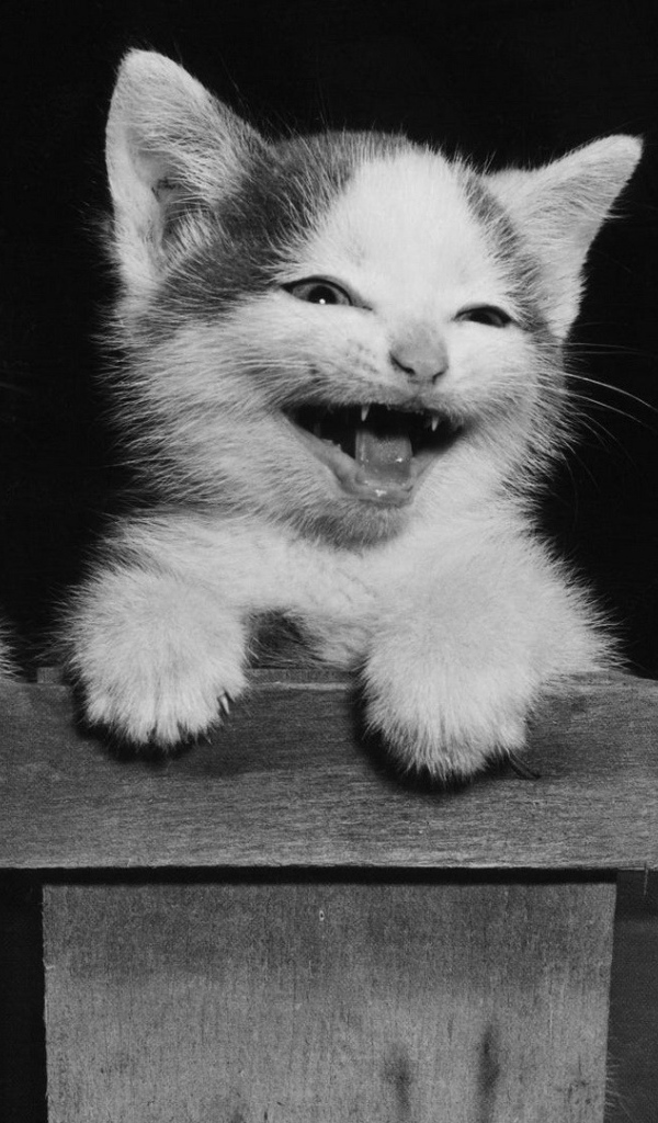 Котята улыбаются