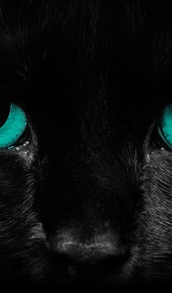 Взгляд черного кота