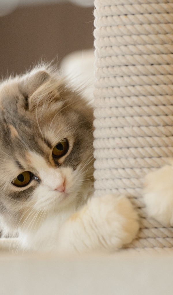 Игривый котенок