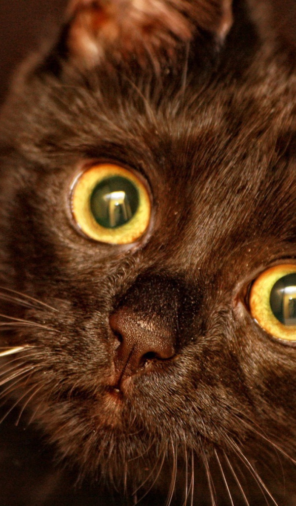 Круглые глаза у кота