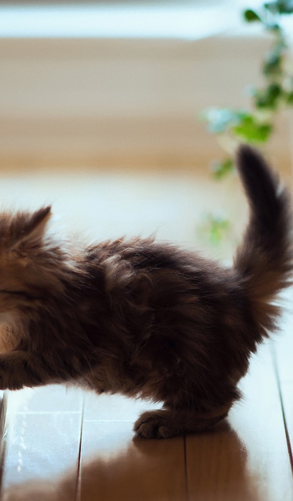 Котенок играет на пианино