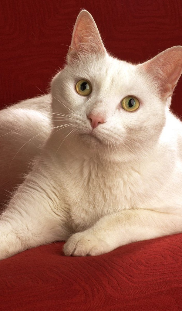 Белый кот на красном диване