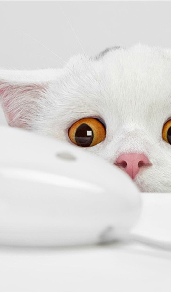 Белый котенок и компьютерная мышь