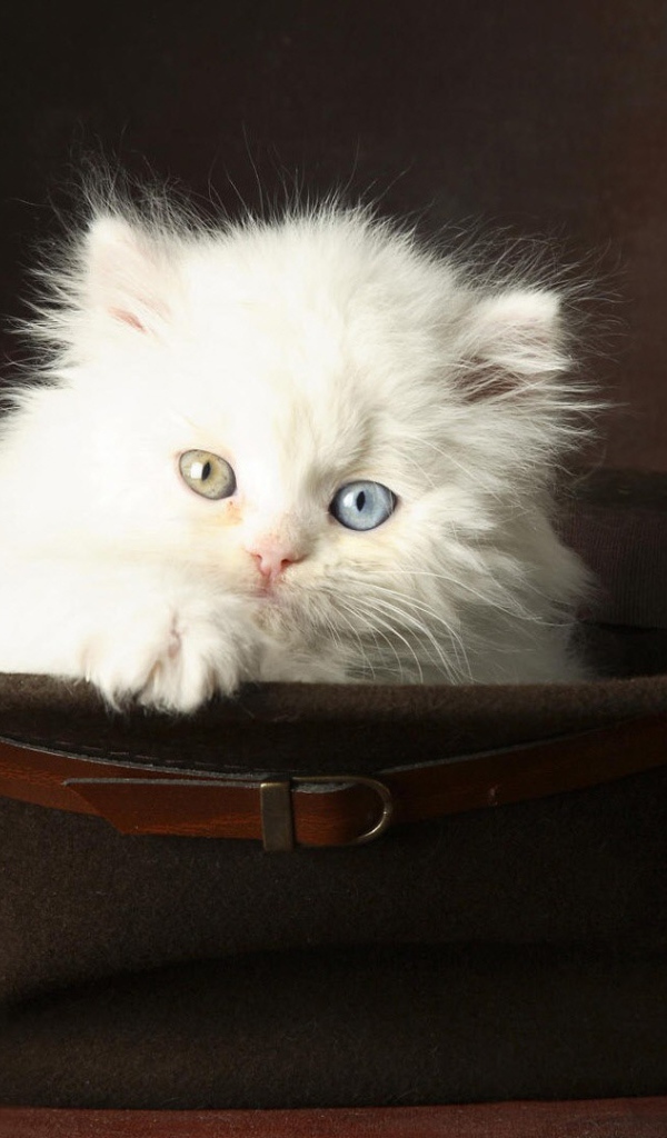 Белый котенок в шляпе