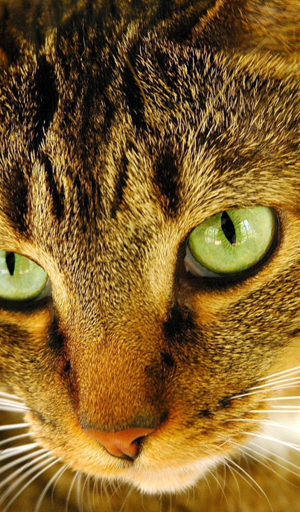 Внимательный взгляд рыжего кота