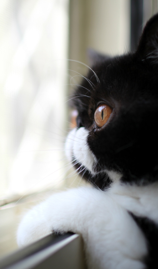 Кот смотрит в окно